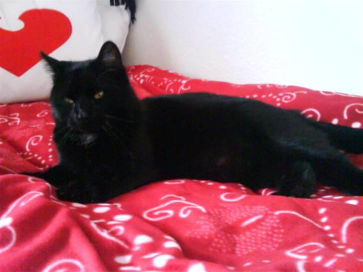 Huskat Magnus - Ooog min seng!!! :D billede 14