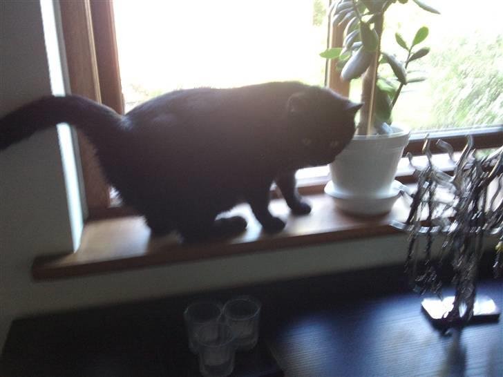 Huskat Magnus - Magnus i vinduet på kontoret billede 15