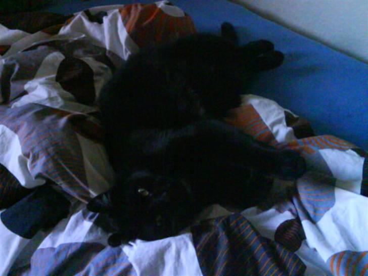 Huskat Magnus - Miiiiin Seng :D billede 16