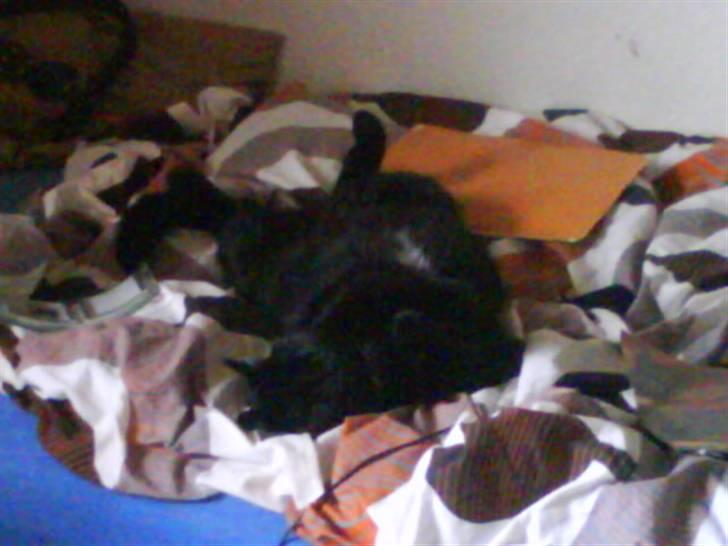 Huskat Magnus - Og Magnus der er extrem fotogen :D Nå men tak for kigget ved Magnus´ profil :D billede 18