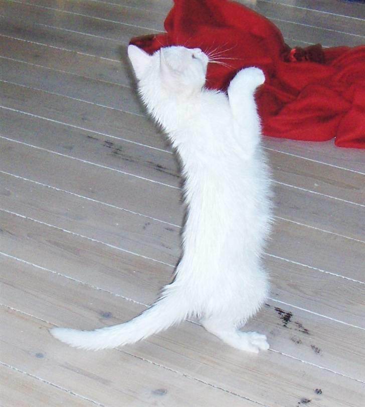 Huskat "Piv" - se mor jeg kan godt stå på bagben lige som dig! billede 5