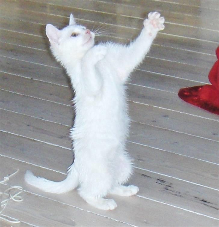 Huskat "Piv" - se mor jeg kan godt stå på bagben lige som dig! billede 6