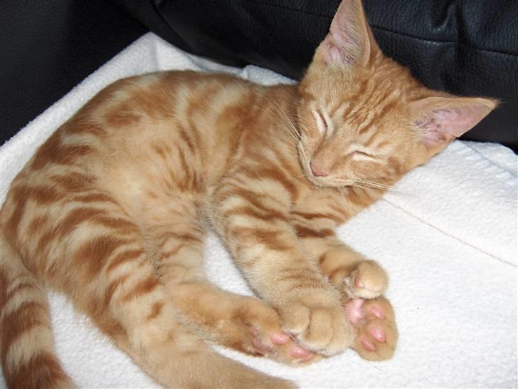 Blanding af racer Luffe!..<3 - Søjde Lille Kat..<3 billede 1