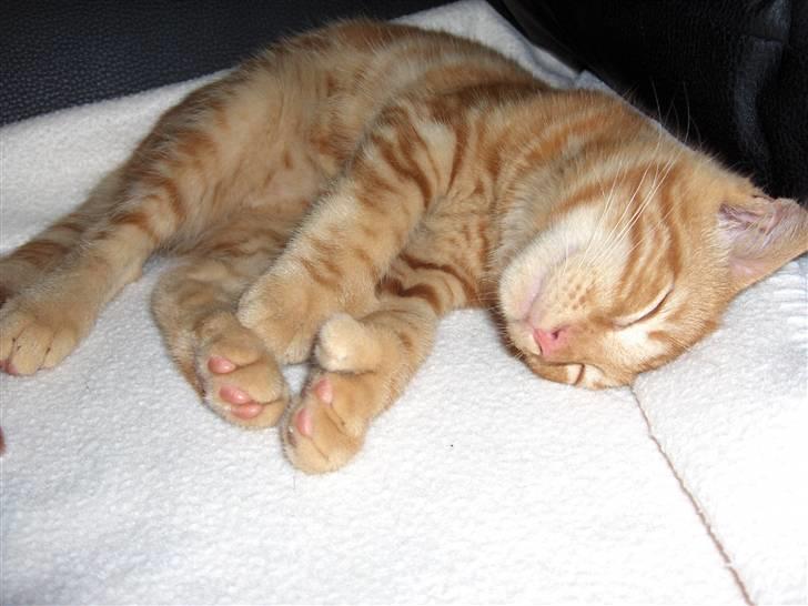 Blanding af racer Luffe!..<3 billede 2