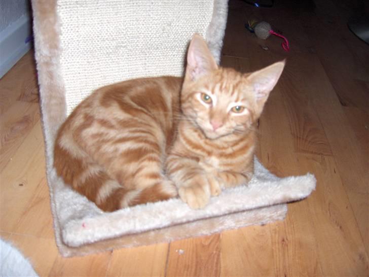 Blanding af racer Luffe!..<3 billede 3