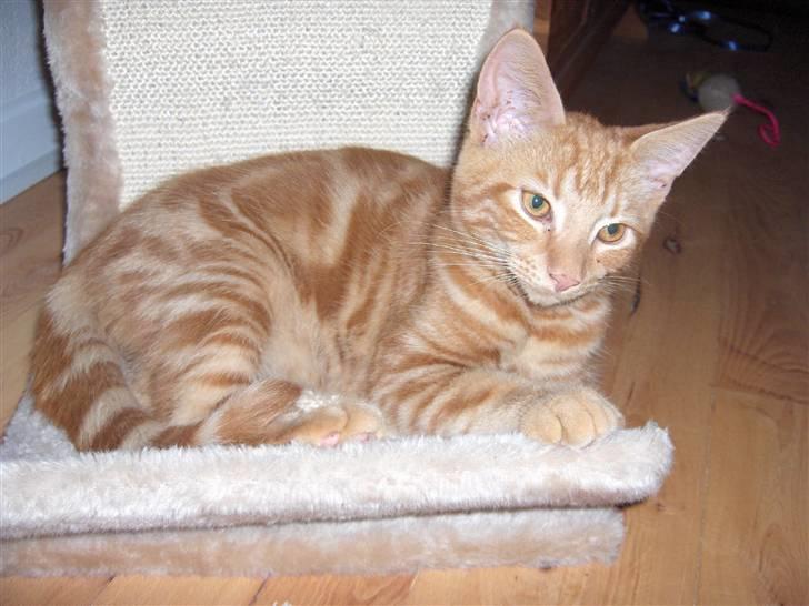 Blanding af racer Luffe!..<3 billede 4