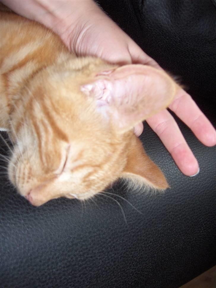 Blanding af racer Luffe!..<3 billede 5