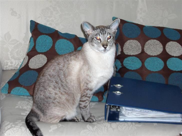 Siameser Sebastian!..<3*R.I.P* billede 1