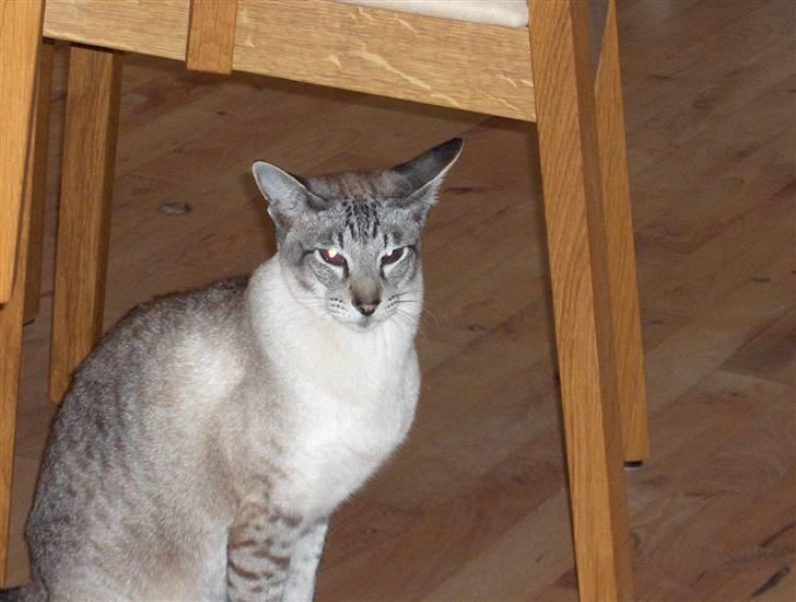 Siameser Sebastian!..<3*R.I.P* billede 2