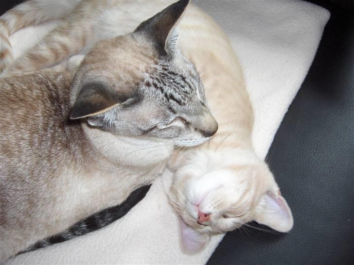 Siameser Sebastian!..<3*R.I.P* billede 5