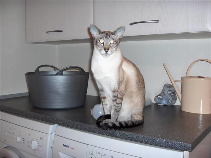 Siameser Sebastian!..<3*R.I.P* billede 7