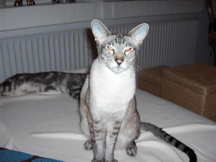 Siameser Sebastian!..<3*R.I.P* billede 8