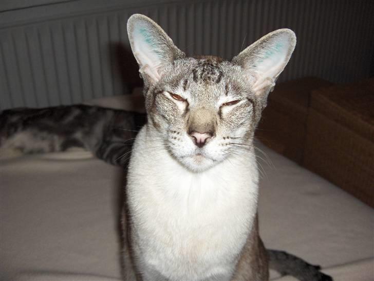 Siameser Sebastian!..<3*R.I.P* billede 9