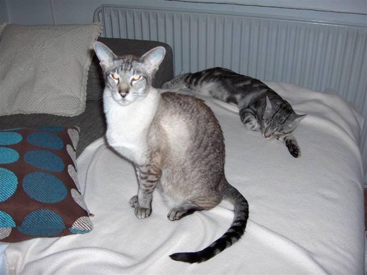 Siameser Sebastian!..<3*R.I.P* billede 10