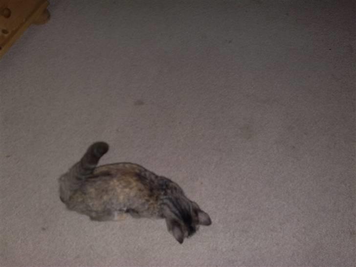 Huskat pernille<3 DØD!med gred billede 8