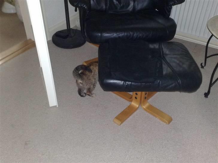 Huskat pernille<3 DØD!med gred billede 9