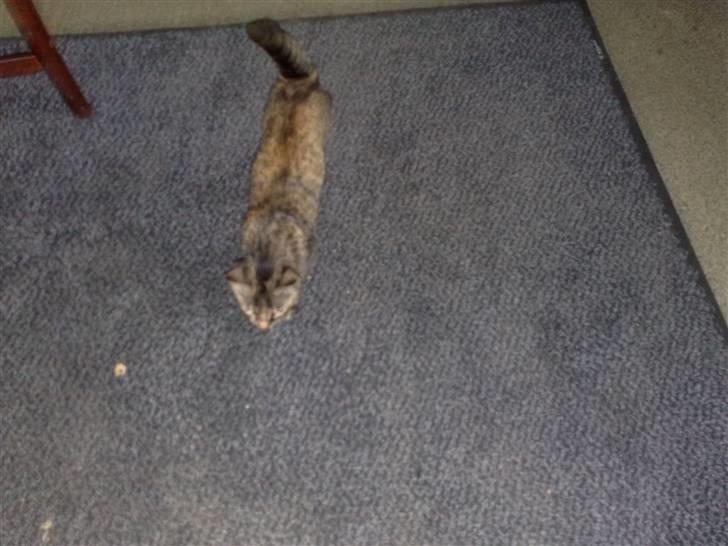 Huskat pernille<3 DØD!med gred billede 10