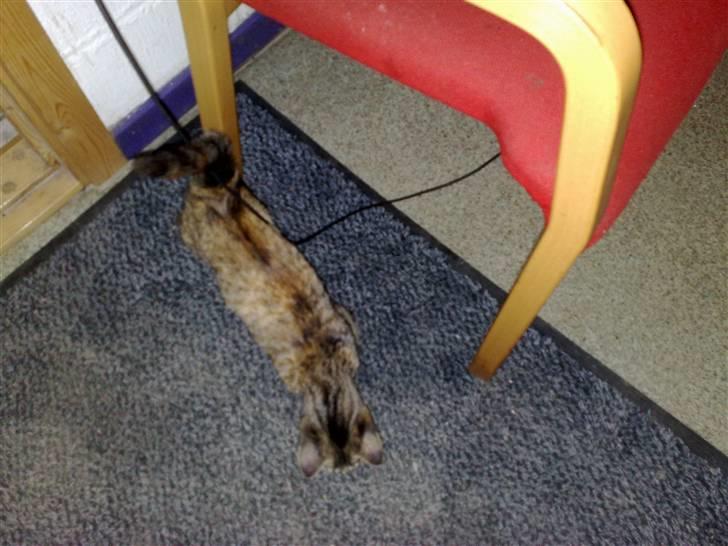 Huskat pernille<3 DØD!med gred billede 11