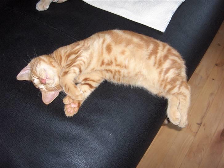 Blanding af racer Luffe!..<3 billede 6