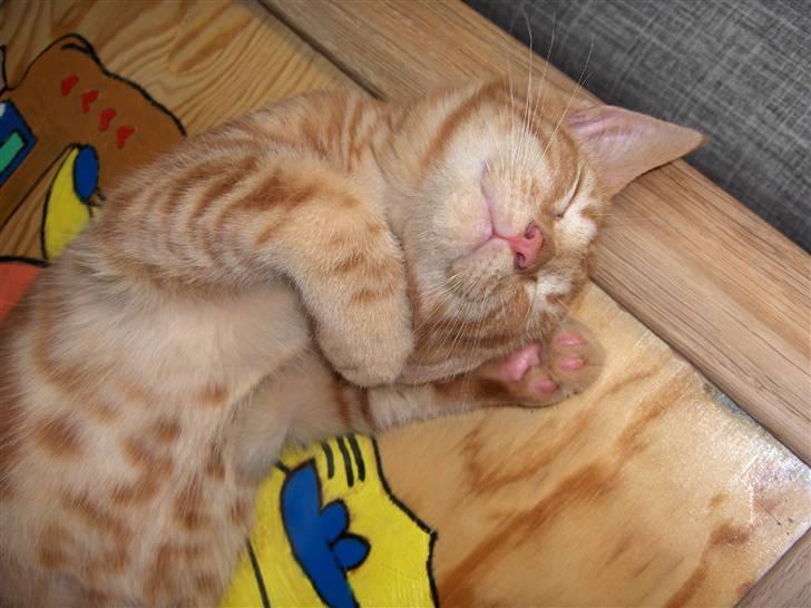 Blanding af racer Luffe!..<3 billede 7