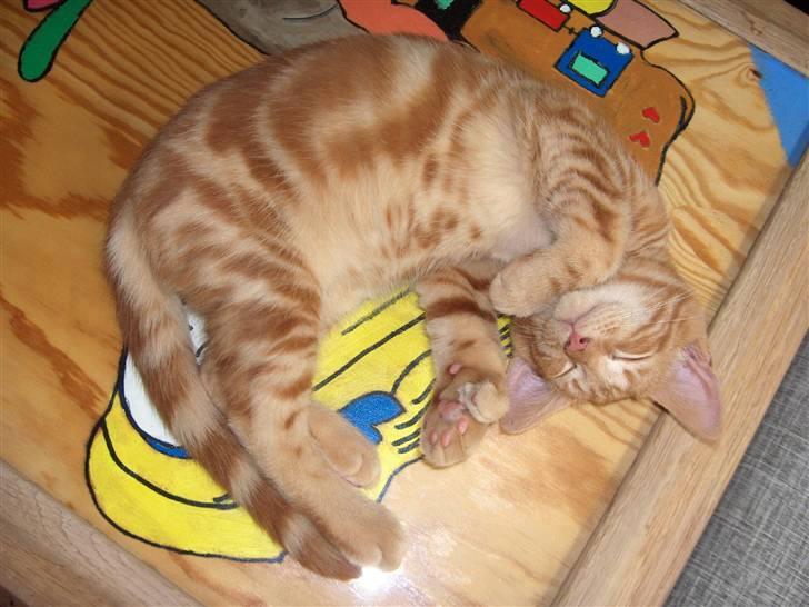 Blanding af racer Luffe!..<3 billede 8