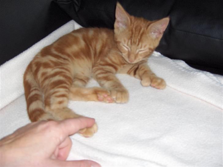 Blanding af racer Luffe!..<3 billede 9