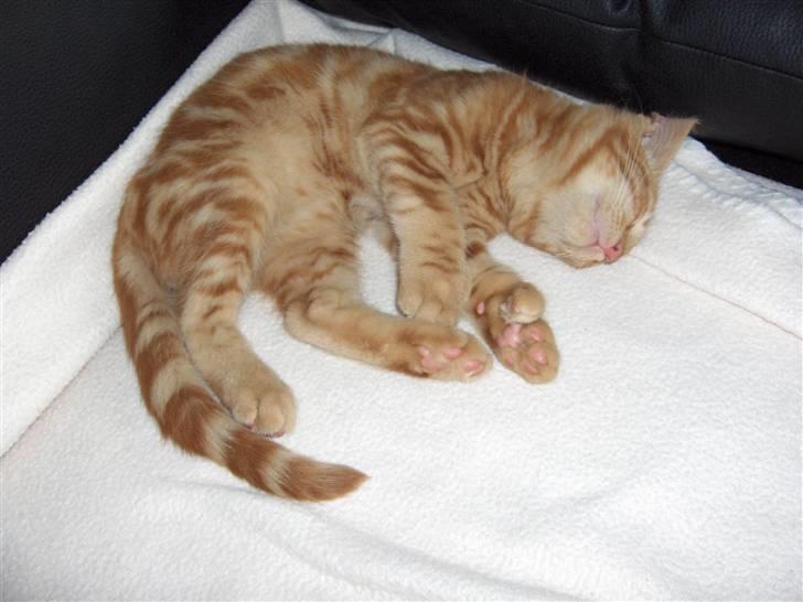 Blanding af racer Luffe!..<3 billede 10