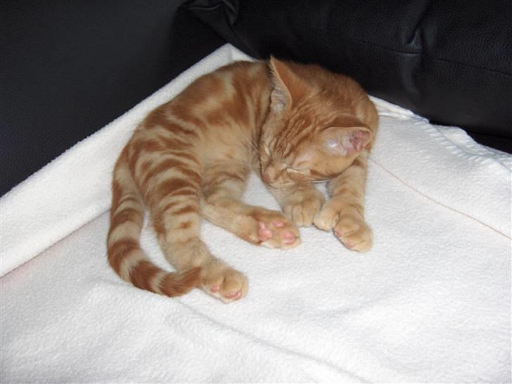 Blanding af racer Luffe!..<3 billede 11