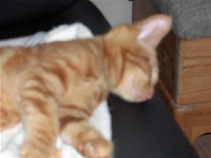 Blanding af racer Luffe!..<3 billede 12