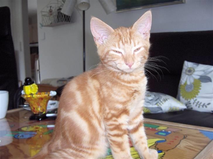 Blanding af racer Luffe!..<3 billede 13