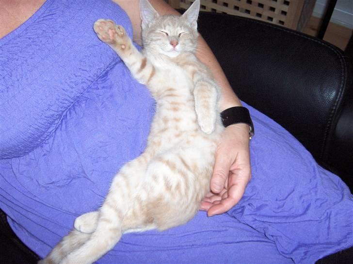 Blanding af racer Laban!..<3 billede 1