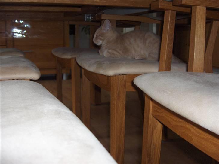 Blanding af racer Laban!..<3 billede 2