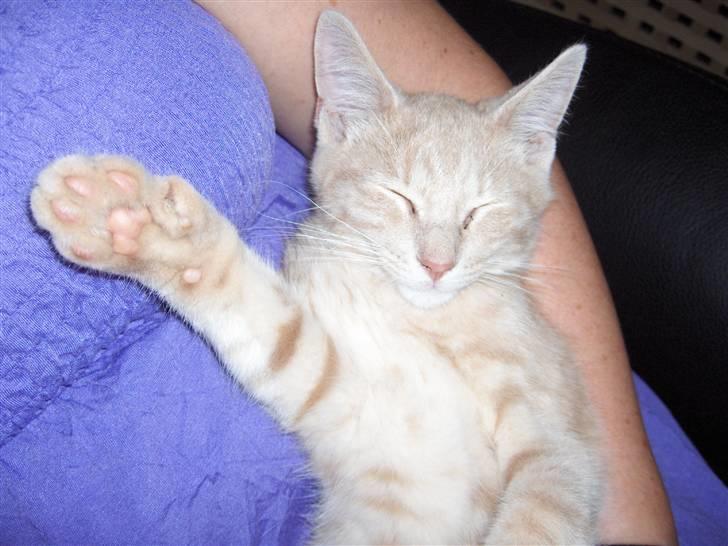 Blanding af racer Laban!..<3 billede 3