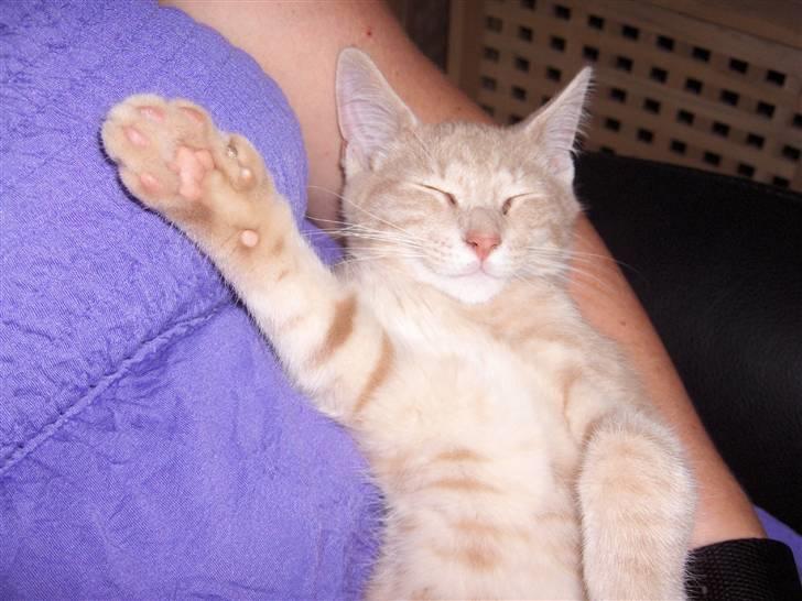 Blanding af racer Laban!..<3 billede 4