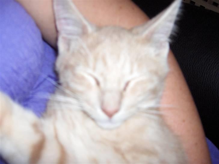 Blanding af racer Laban!..<3 billede 5