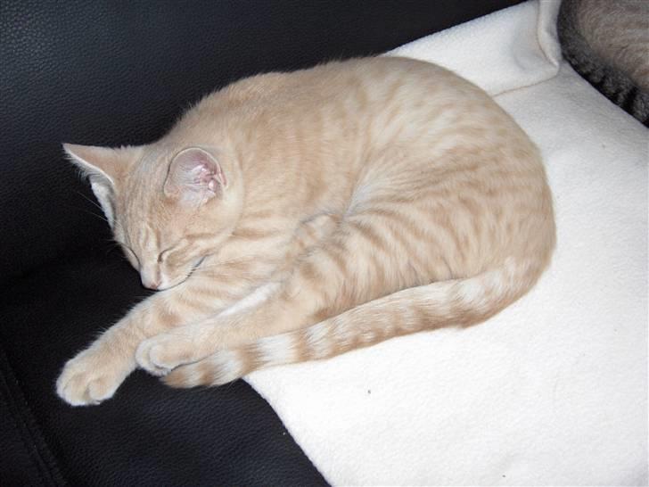 Blanding af racer Laban!..<3 billede 6