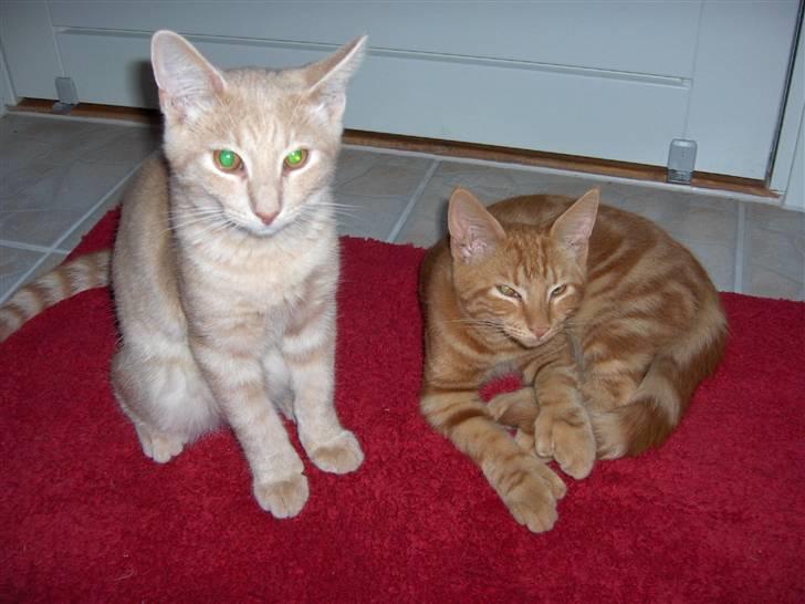 Blanding af racer Laban!..<3 billede 7