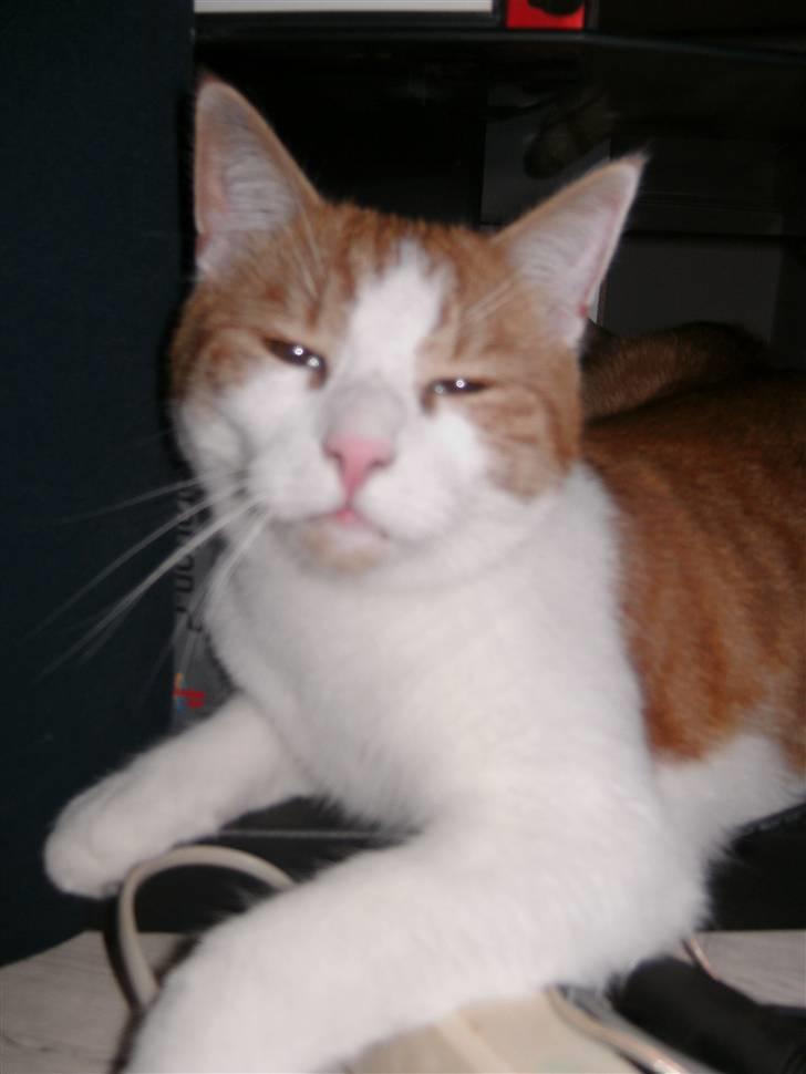 Huskat Bobo billede 2