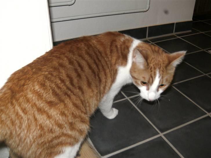 Huskat Bobo billede 3