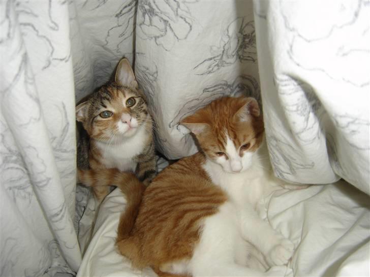 Huskat Bobo - Mig og min søster Bella billede 4