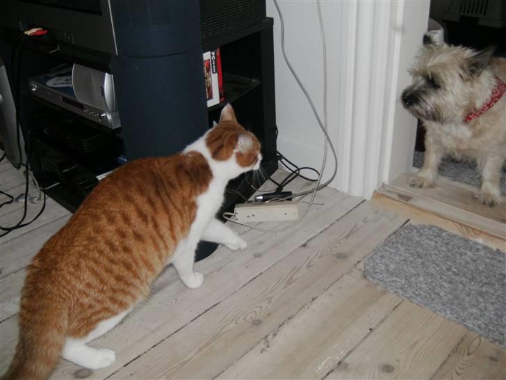 Huskat Bobo - Den hund skal jeg liiiige se an... billede 5