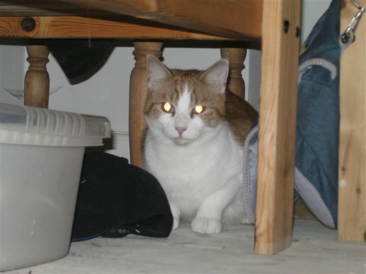 Huskat Bobo billede 6