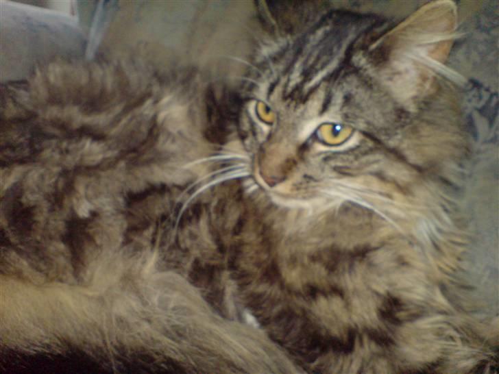 Blanding af racer basse billede 1