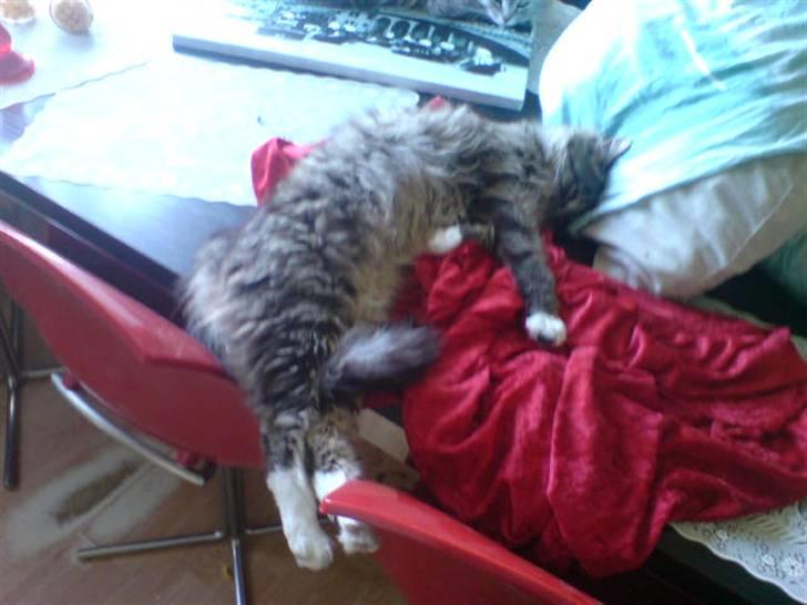 Blanding af racer basse billede 3