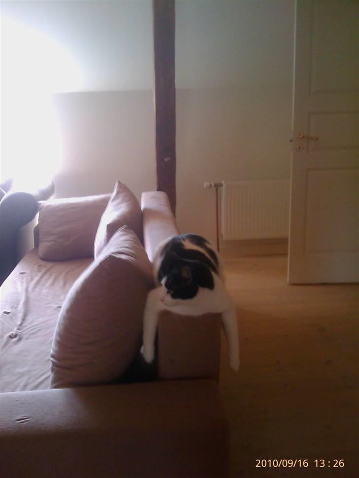 Huskat Balou - Balous favorit flydemåde :D billede 18