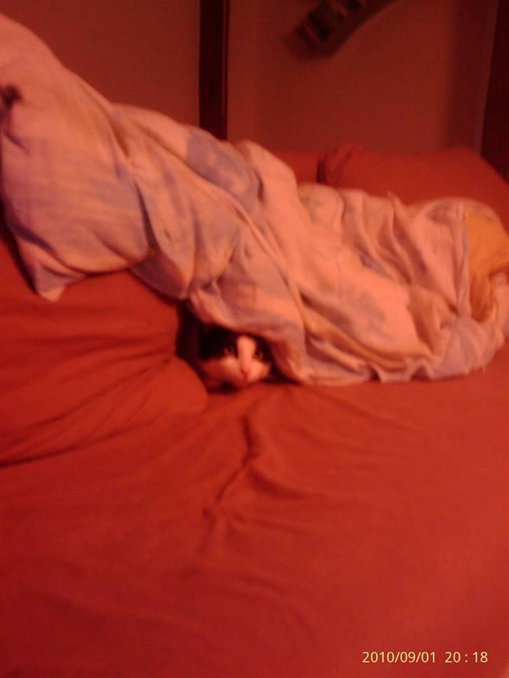 Huskat Balou - HULEEEE!! billede 19