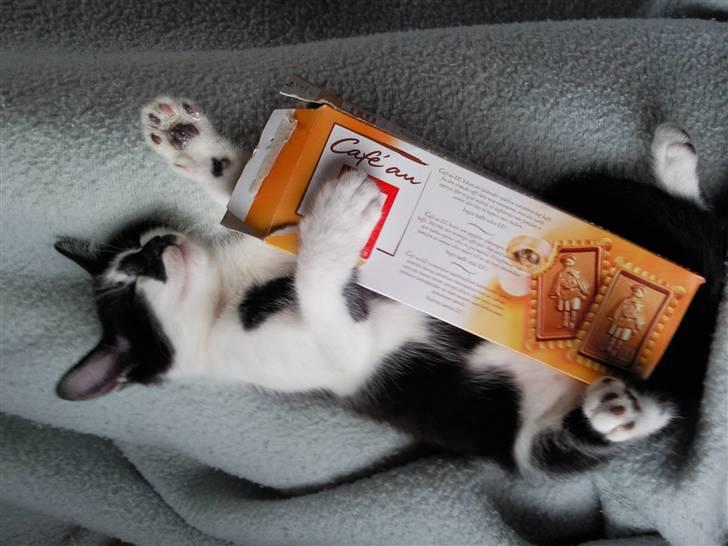 Huskat Moyser <3 Forsvundet :s - Han finder sig i alt  billede 1