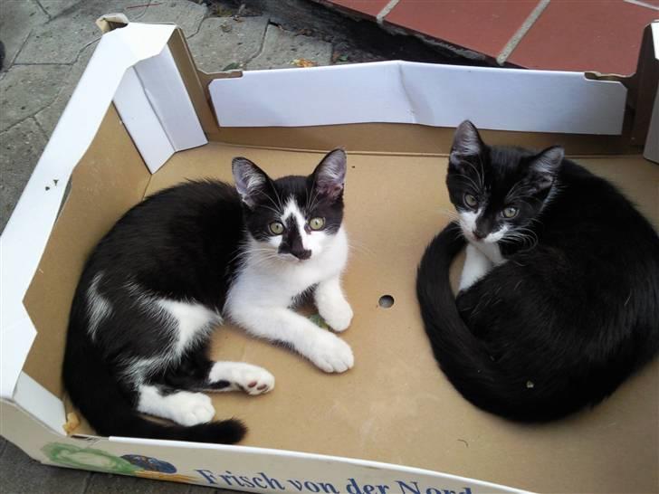 Huskat Moyser <3 Forsvundet :s - Moyser sammen med sin storebror Batman billede 2