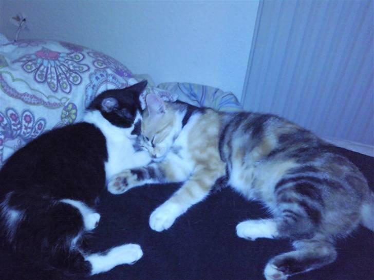 Huskat Moyser <3 Forsvundet :s - Moyser sammen med sin mor Trunde da han var lidt ældre  billede 3