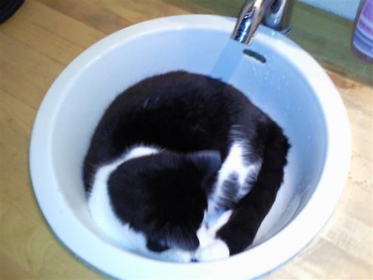 Huskat Moyser <3 Forsvundet :s - Et bevis på han ligner sin mor  billede 4